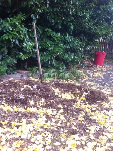 woodchips and leaves 2