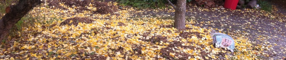 Mulching: the benefits of wood chips and leaves