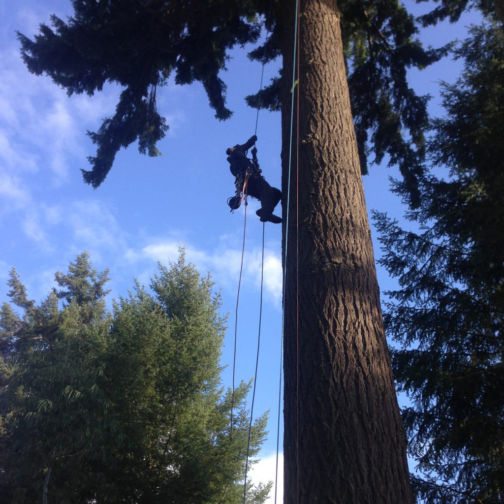 An arborist from Timm's Tree Care pruning a large spruce